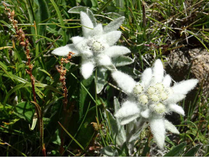 Des edelweiss au Roc du Vent