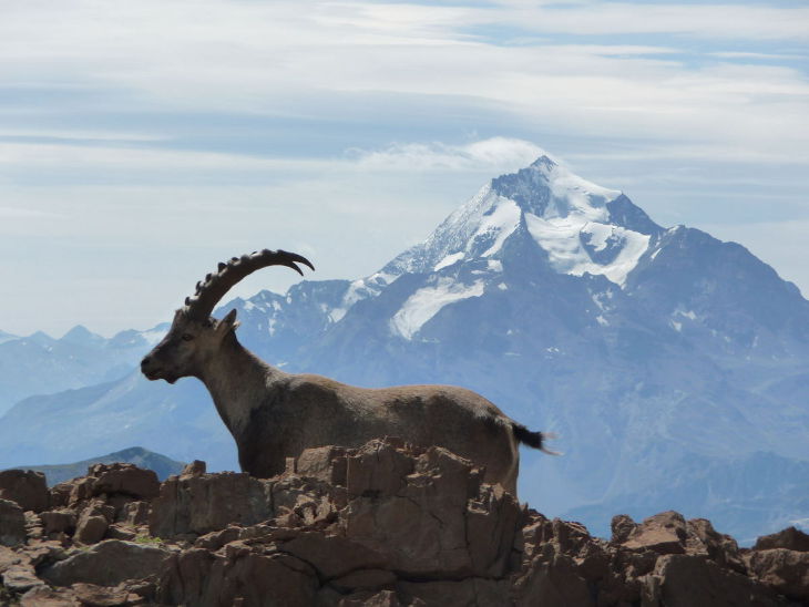 Un bouquetin devant le Mont-Blanc